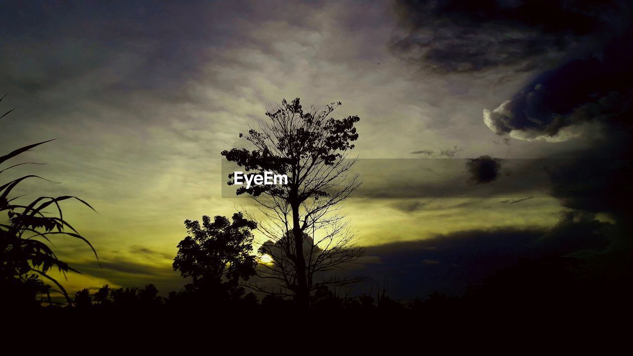 SILHOUETTE TREES AGAINST SKY AT NIGHT