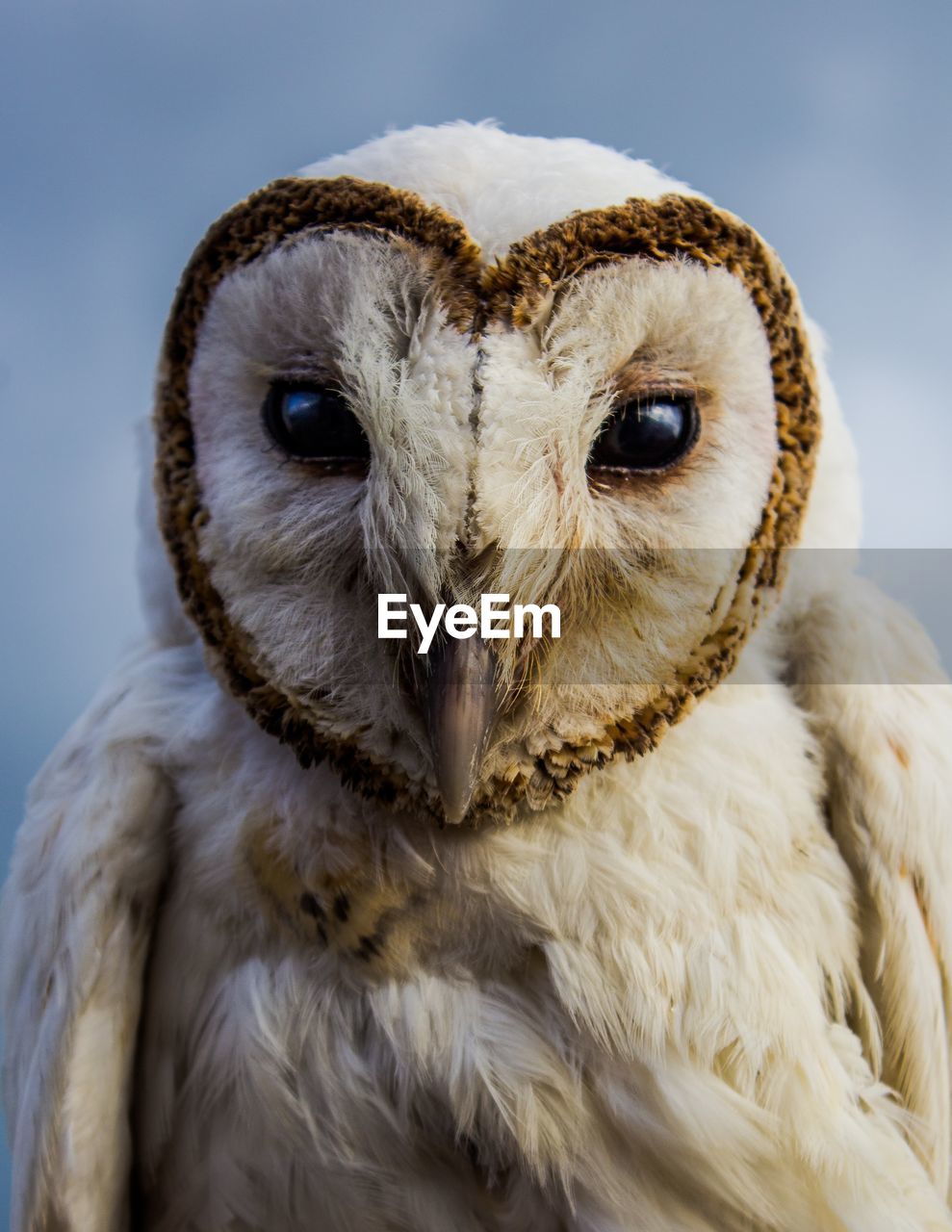 Close-up portrait of owl