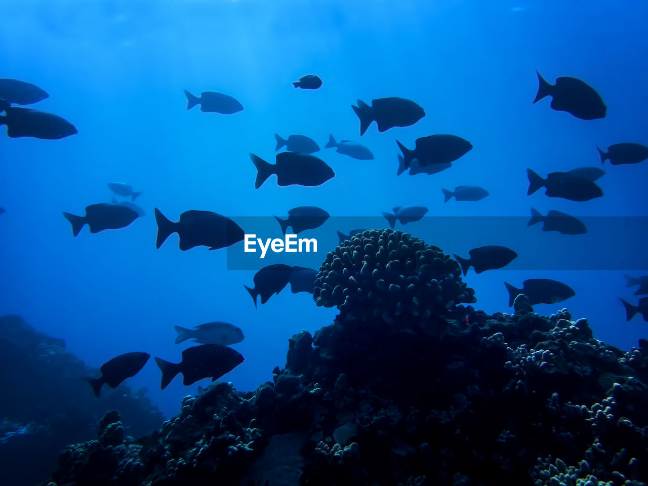 VIEW OF FISH UNDERWATER