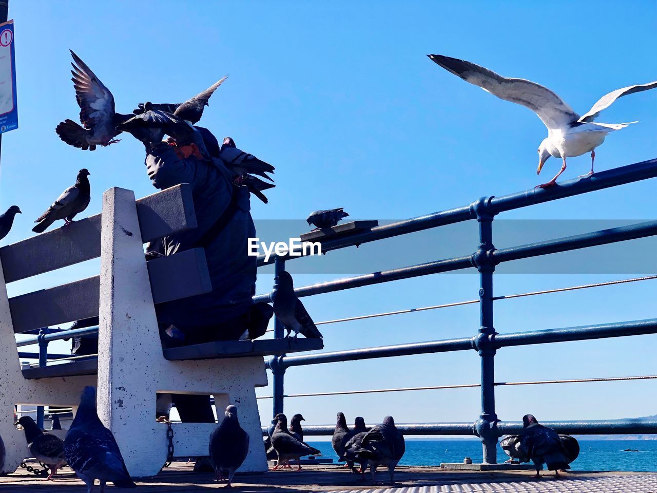 Birds on man at pier