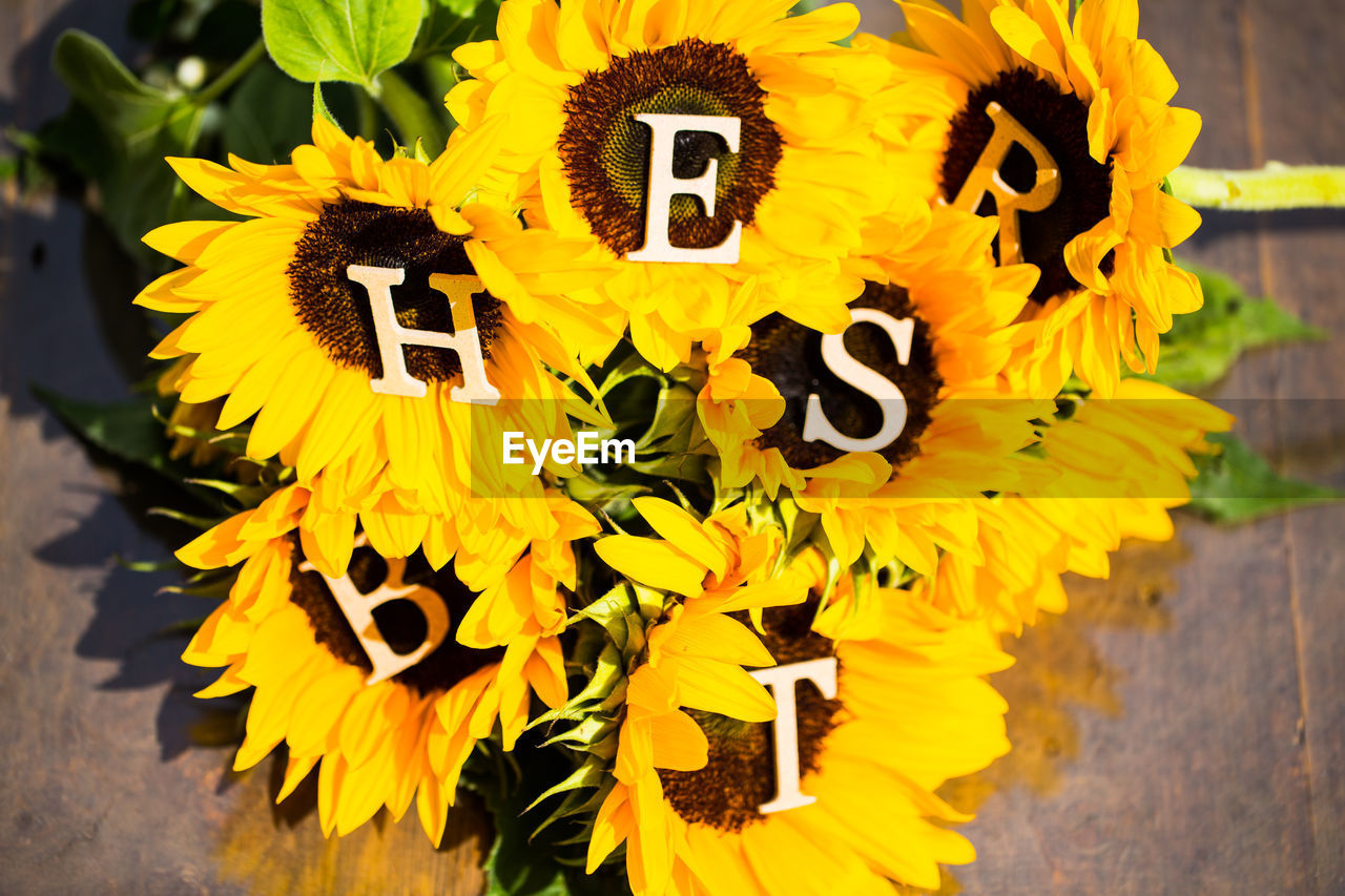 CLOSE-UP OF YELLOW SUNFLOWER ON PLANT