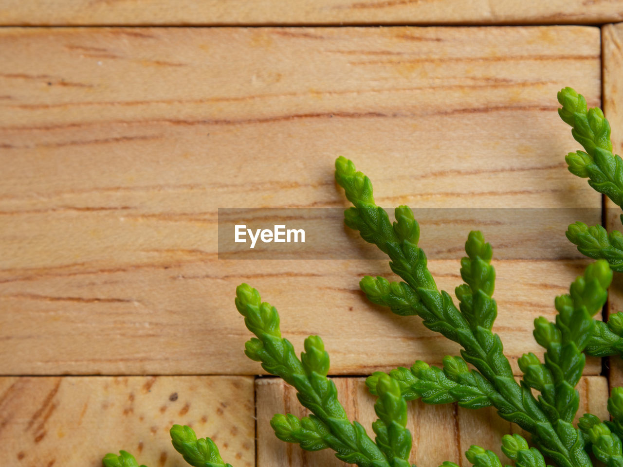 HIGH ANGLE VIEW OF LEAVES ON TABLE