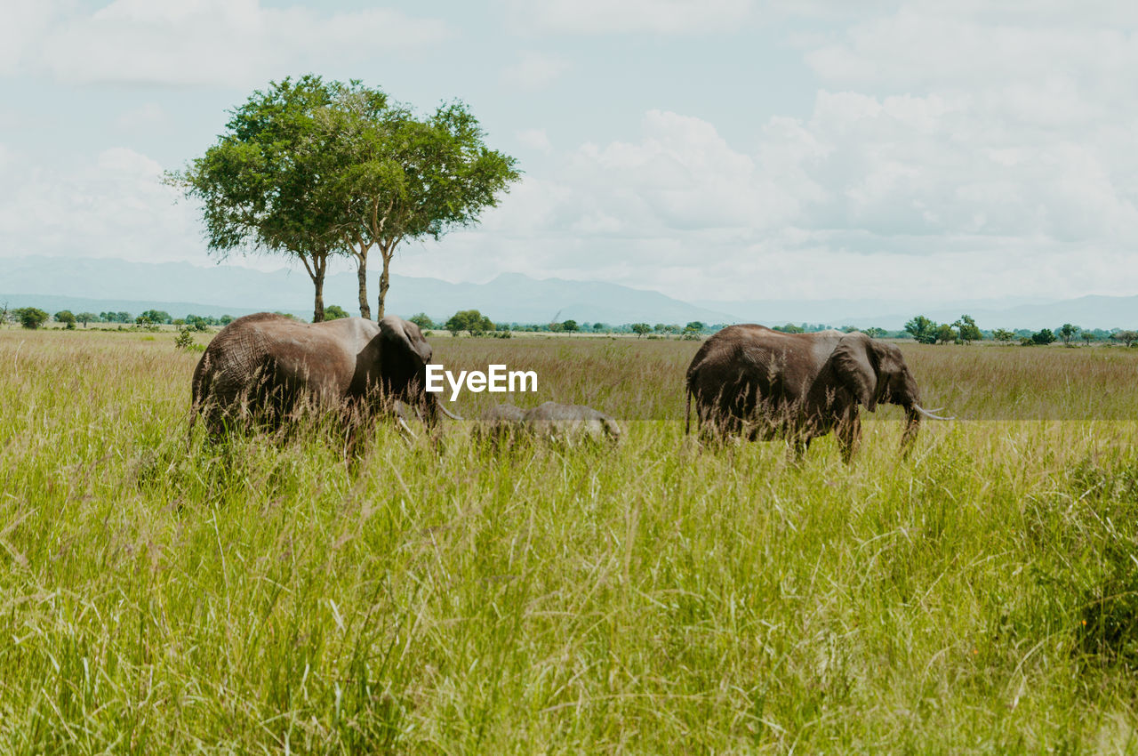 African elephants grazing in mikumi national park