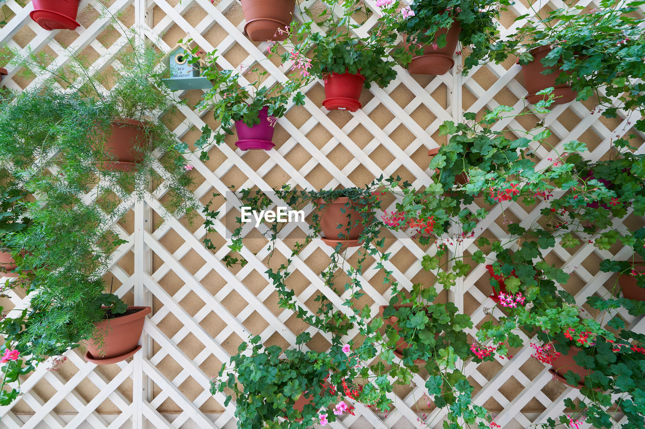 Geraniums in hanging pots on a wooden pergola wall