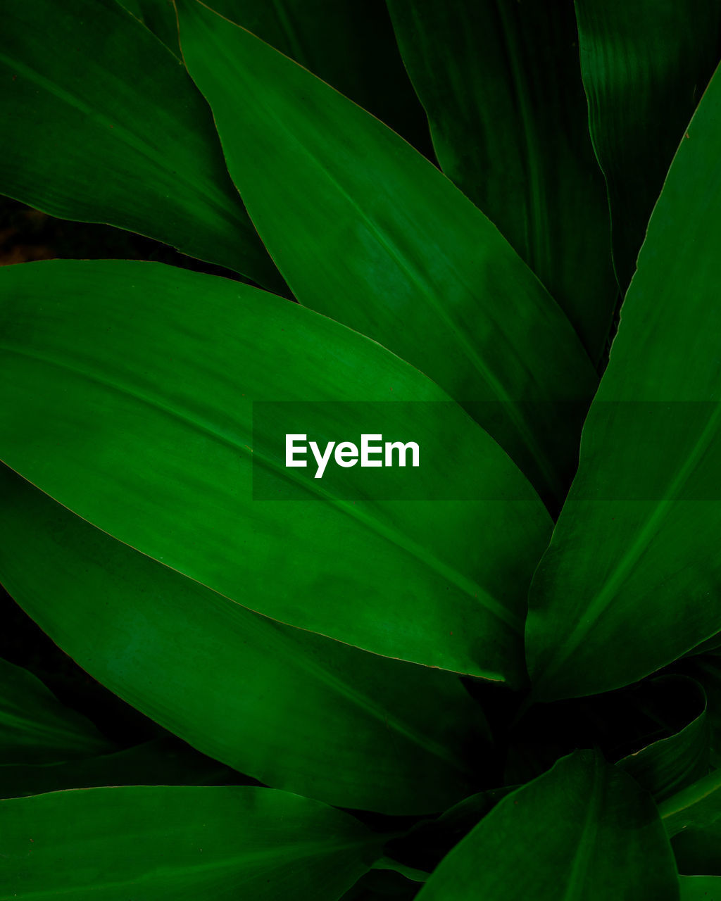 Full frame of green leaves texture background. tropical leaf