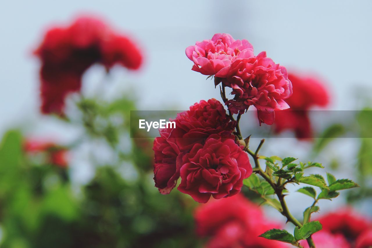 Close-up of red flowering plant