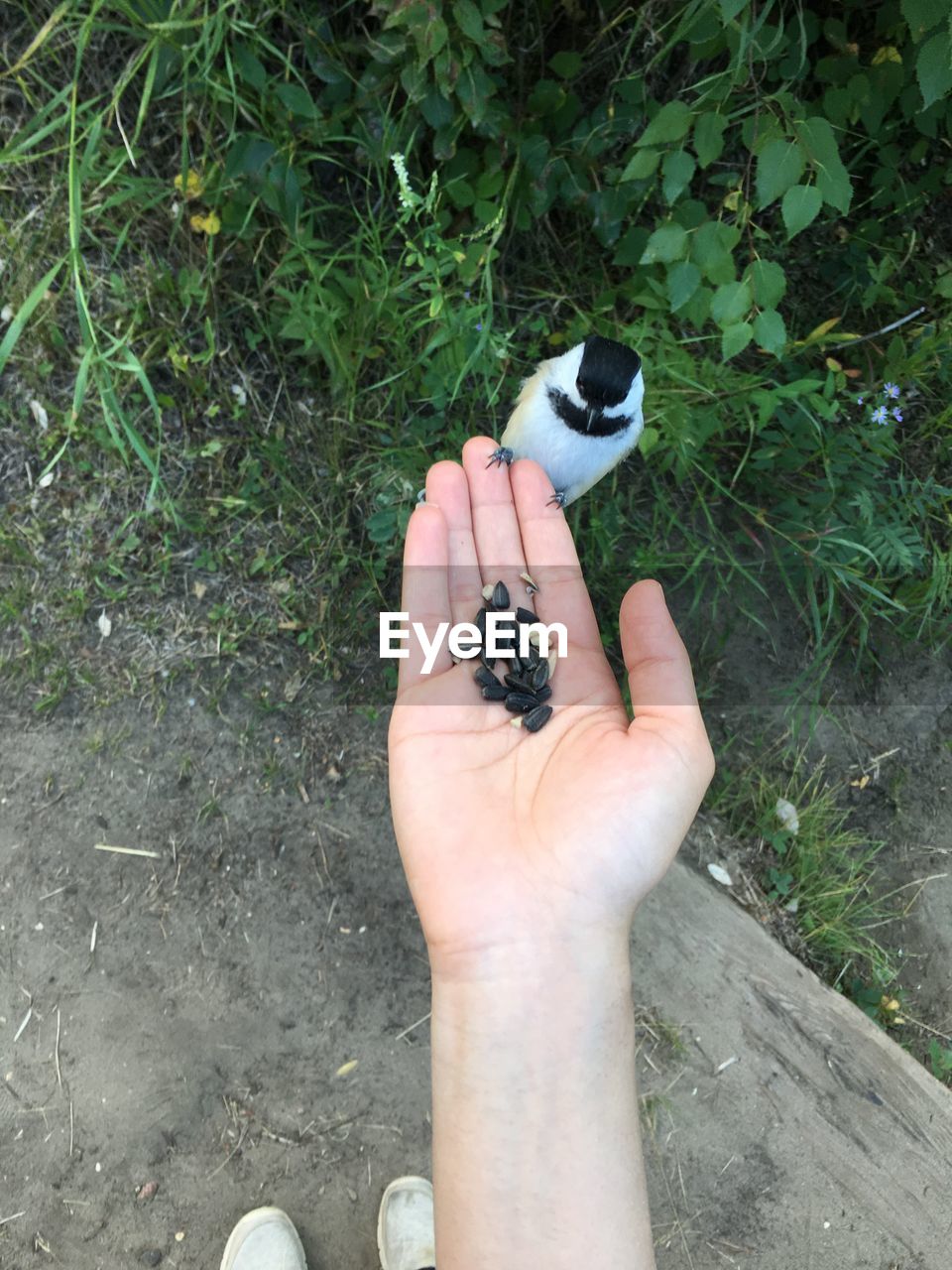 HIGH ANGLE VIEW OF MAN HAND HOLDING LEAF