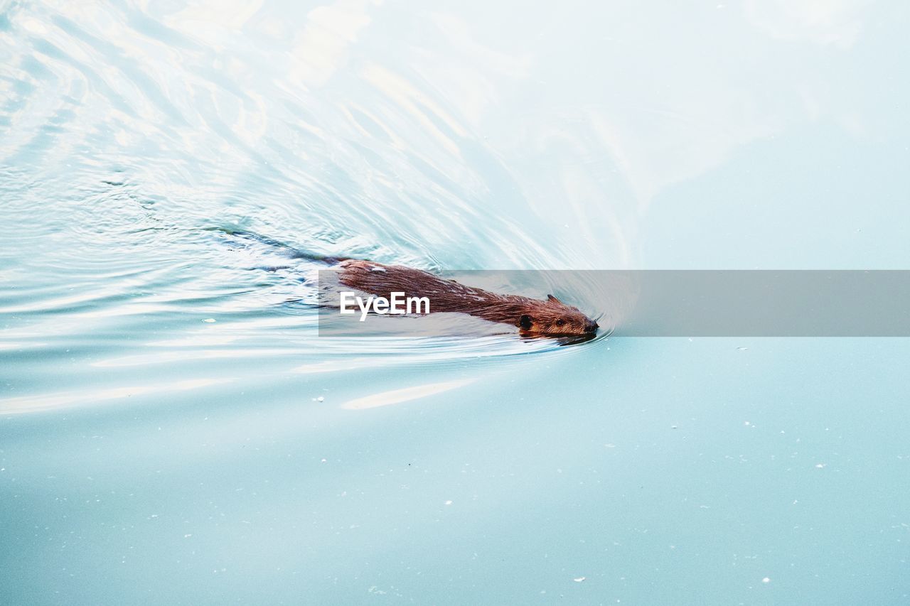 High angle view of beaver swimming in sea