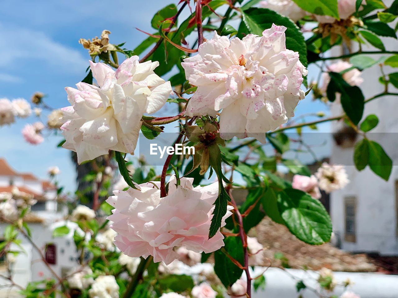 CLOSE-UP OF WHITE FLOWERING PLANT