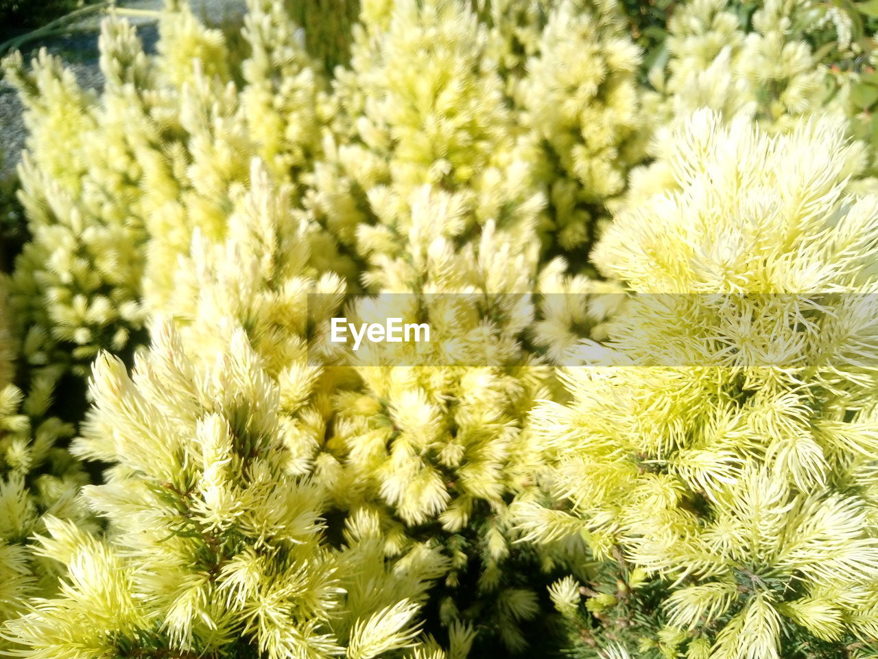 FULL FRAME SHOT OF YELLOW FLOWER