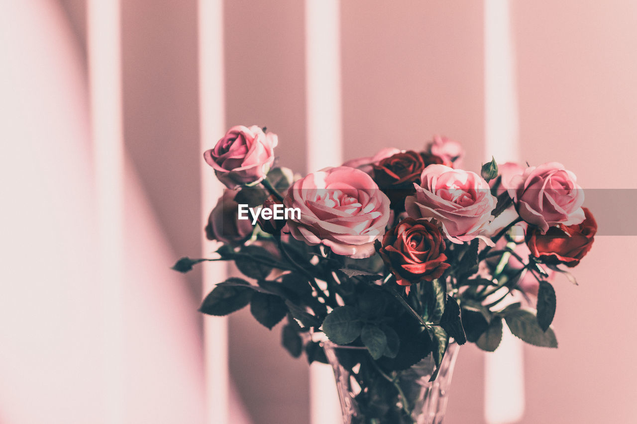 Close-up of pink roses