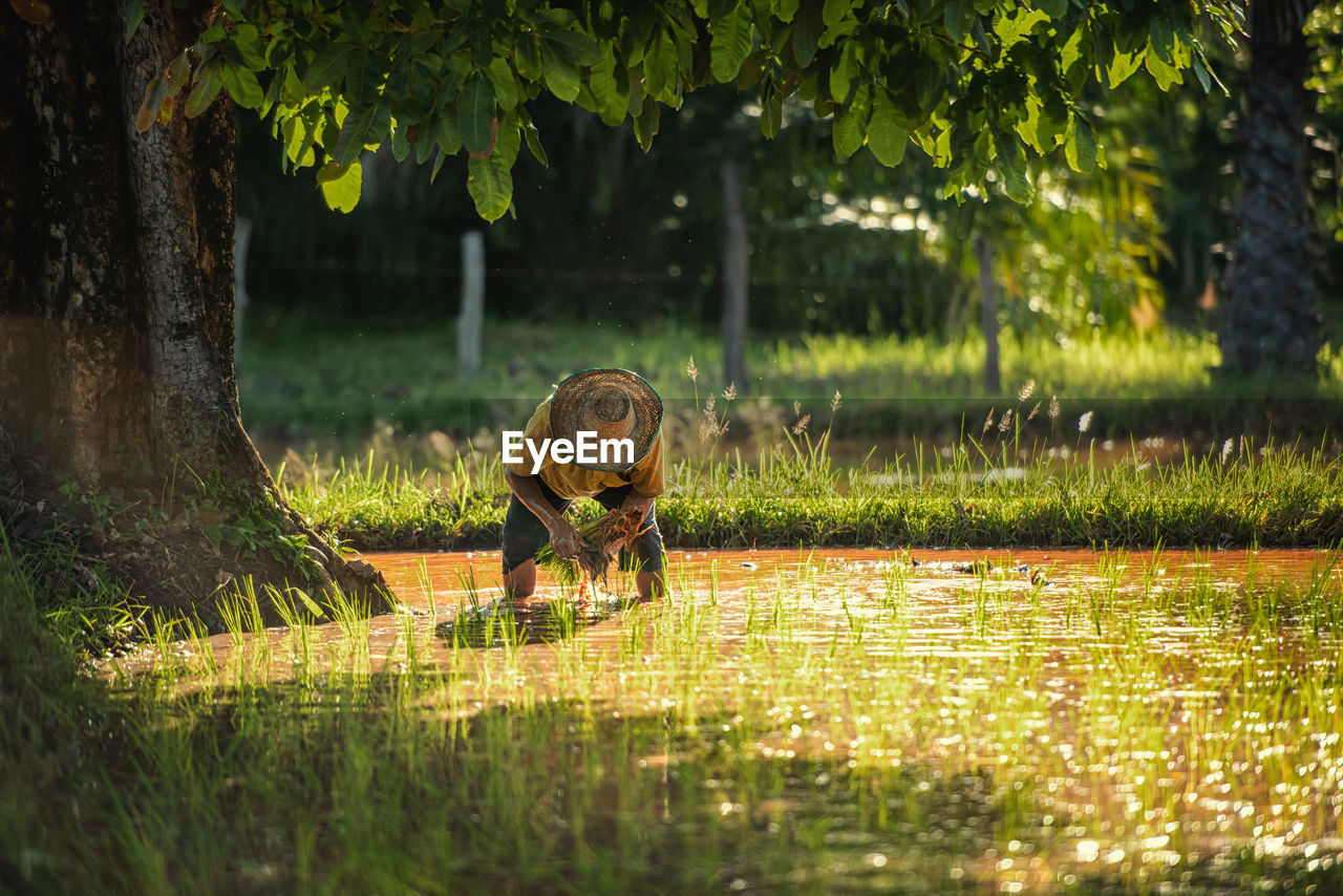 VIEW OF HORSE ON FIELD