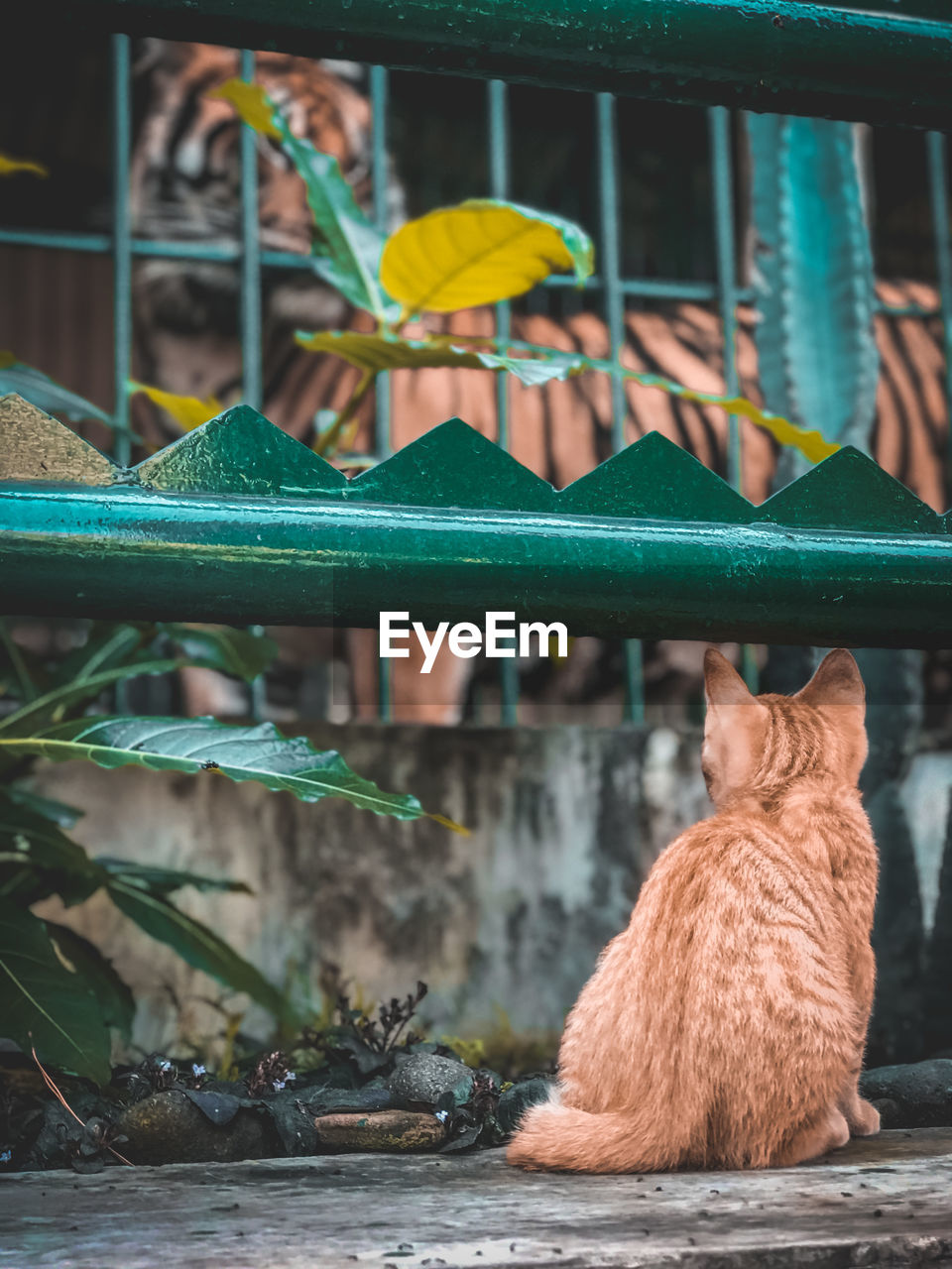 animal, animal themes, mammal, cat, one animal, pet, domestic animals, green, no people, zoo, animals in captivity, nature, animal wildlife, outdoors, day, focus on foreground, cage