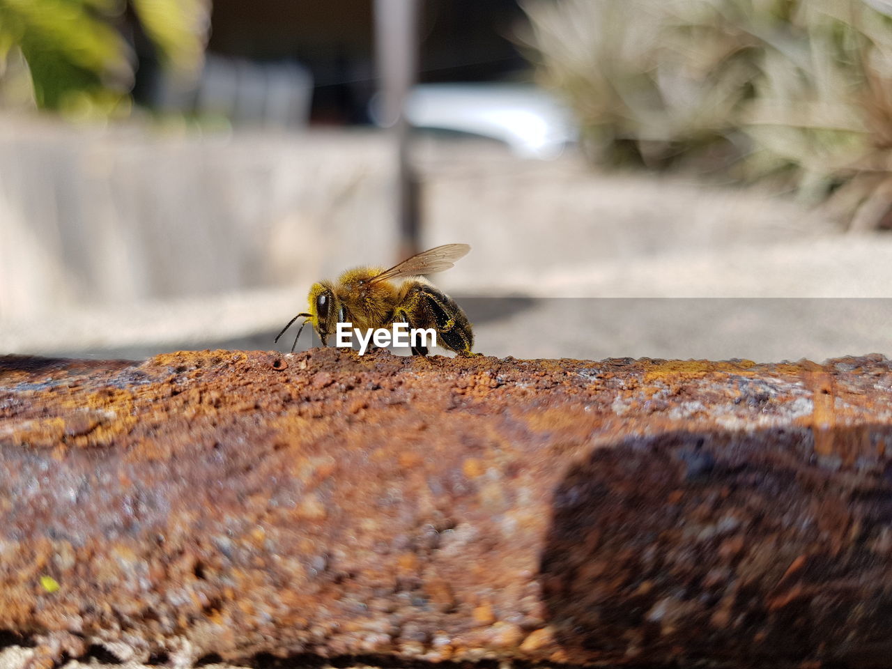 CLOSE-UP OF BEE OUTDOORS