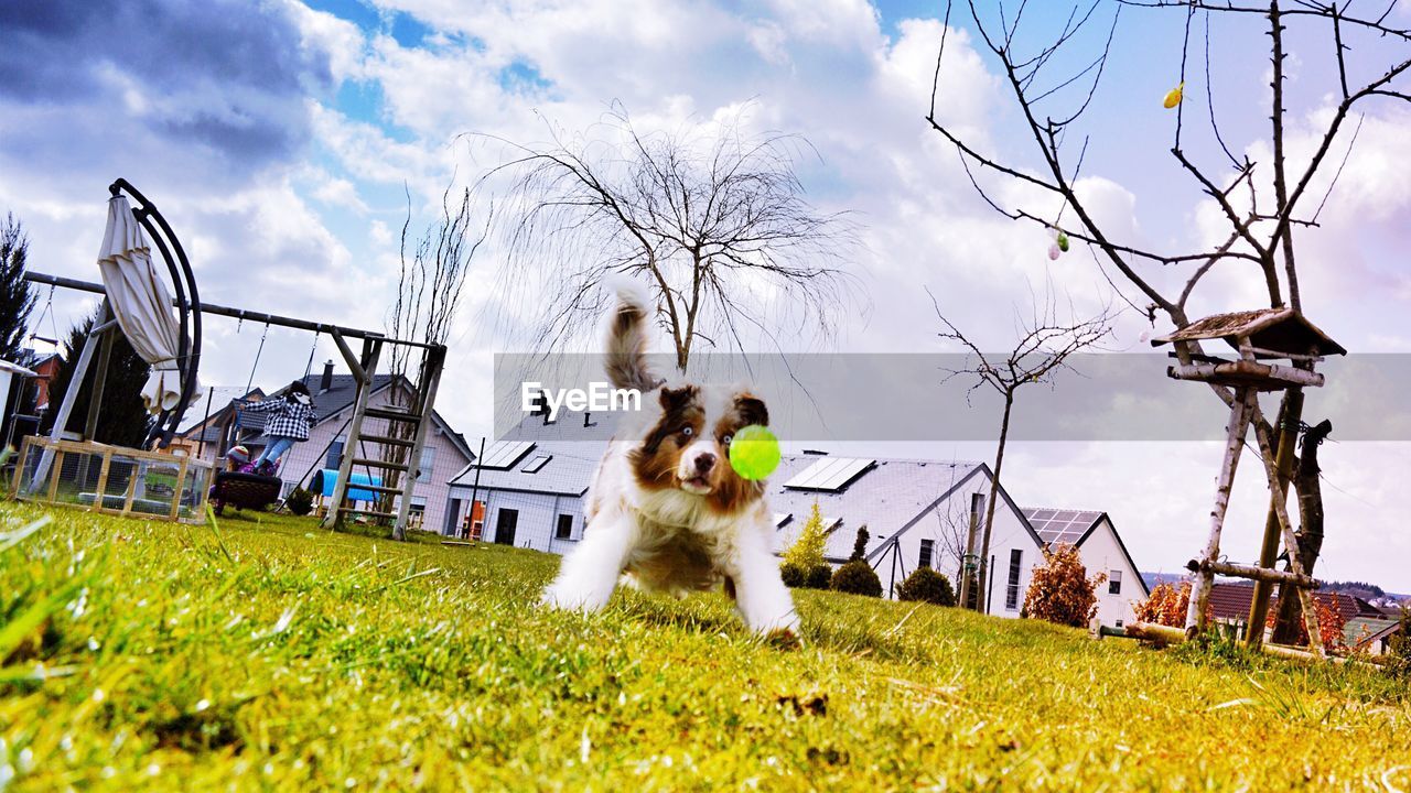 Dog playing with ball on grassy field