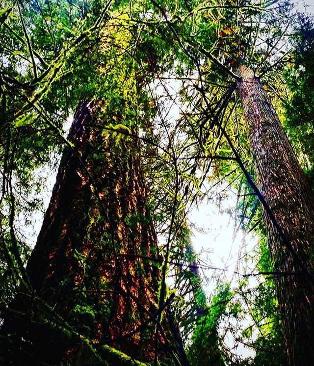 LOW ANGLE VIEW OF TREES AGAINST SKY