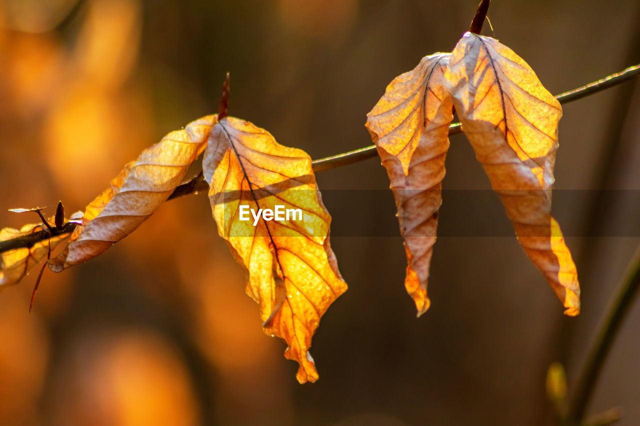 Close-up of dried autumn leaves