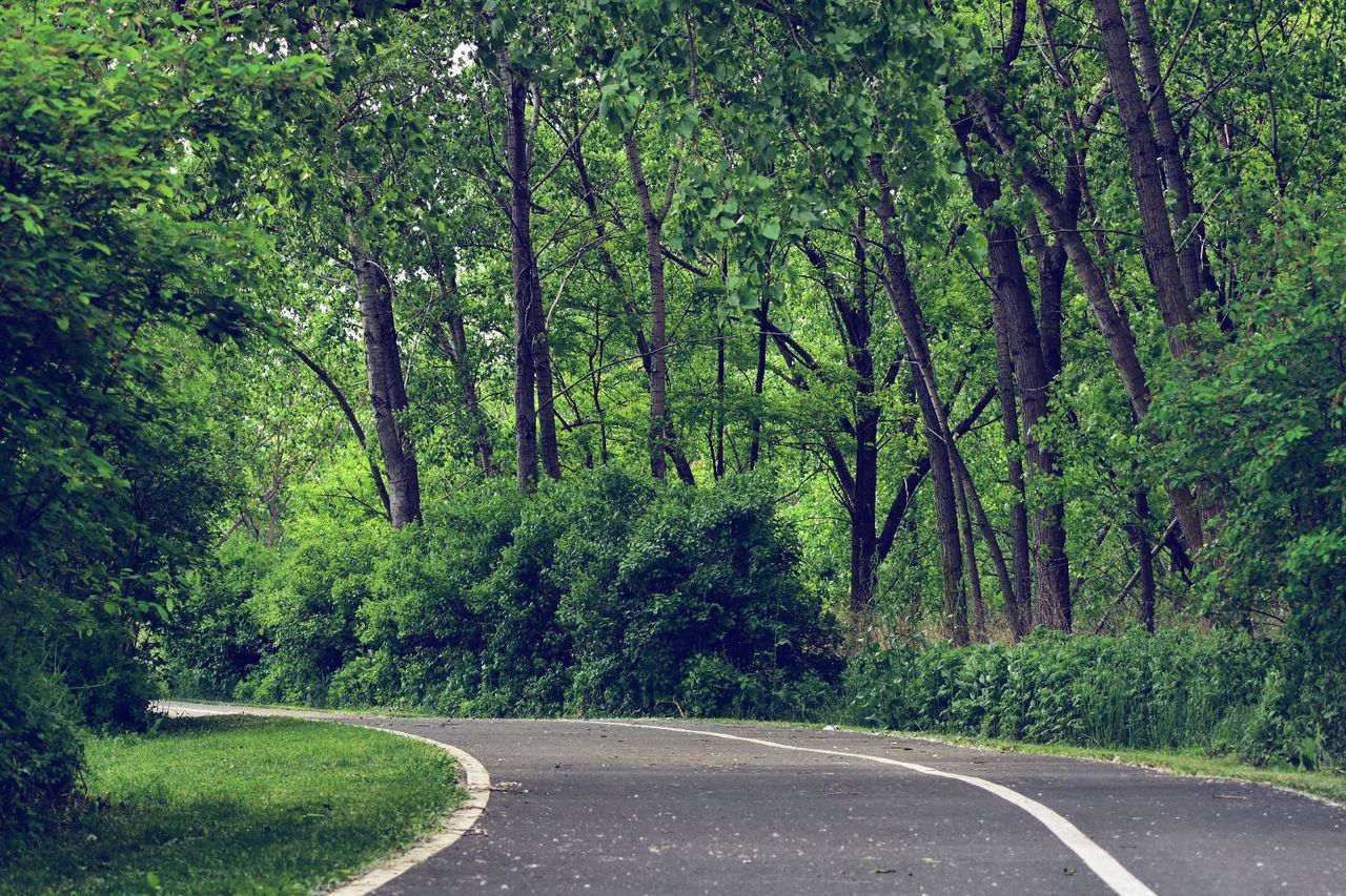 Empty road along trees