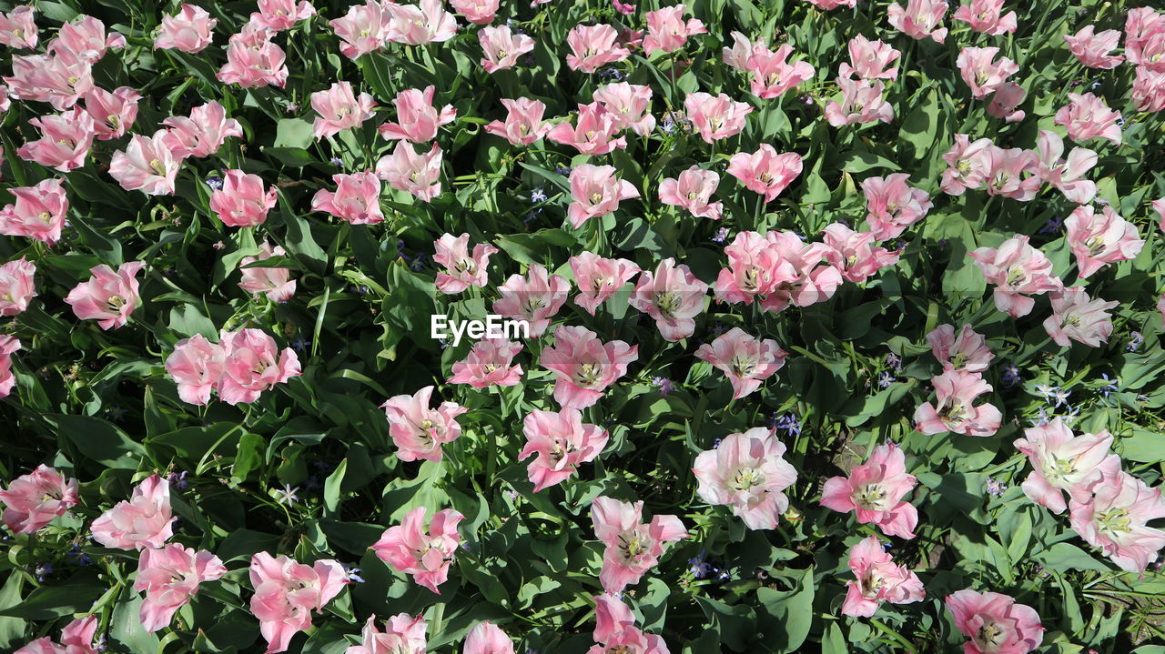 CLOSE-UP OF PINK FLOWERING PLANTS