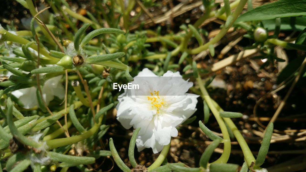 CLOSE-UP OF WHITE FLOWER BLOOMING