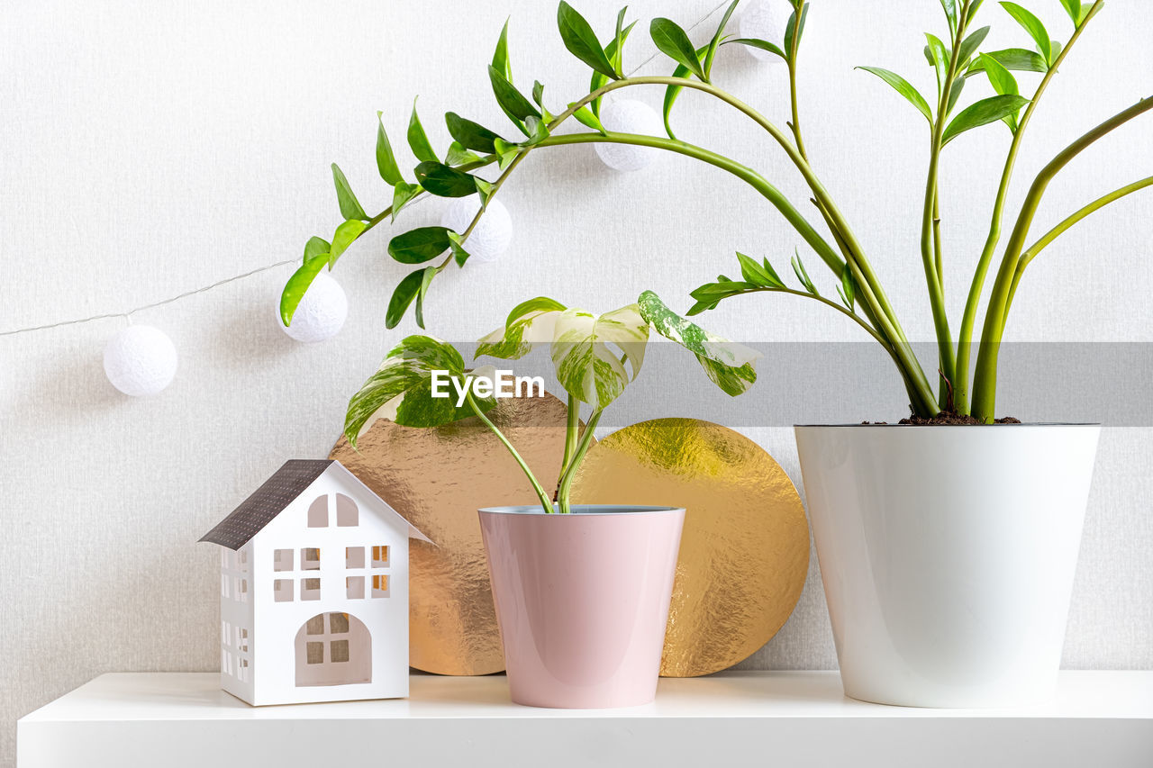 Light colors and rare houseplants in interior of home or office.