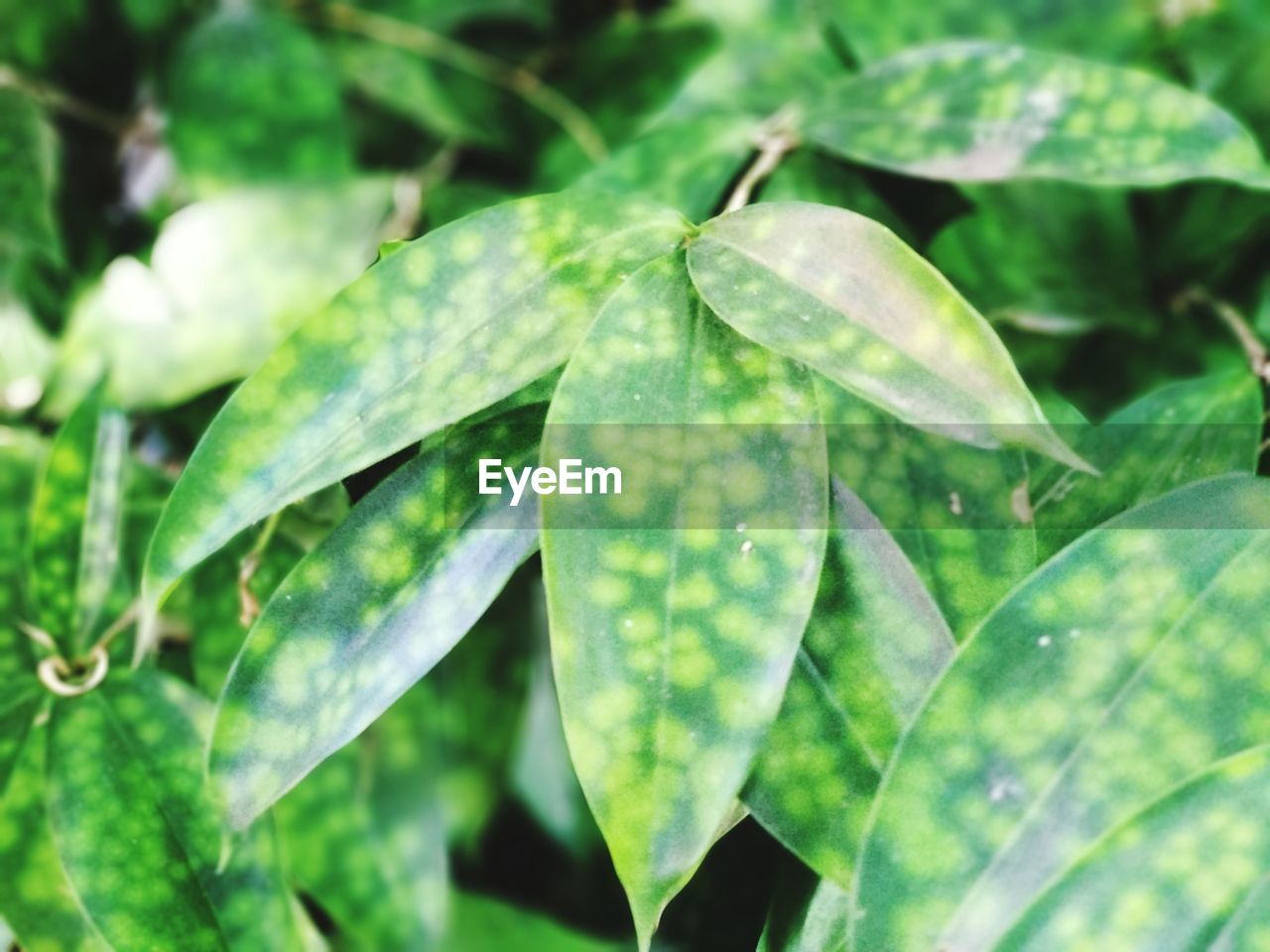 CLOSE-UP OF WATER DROPS ON PLANTS