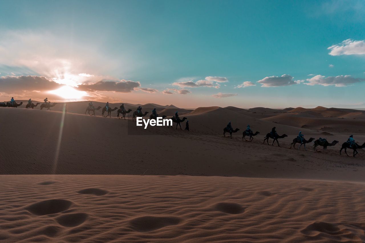 Camels and people on desert against sky during sunset