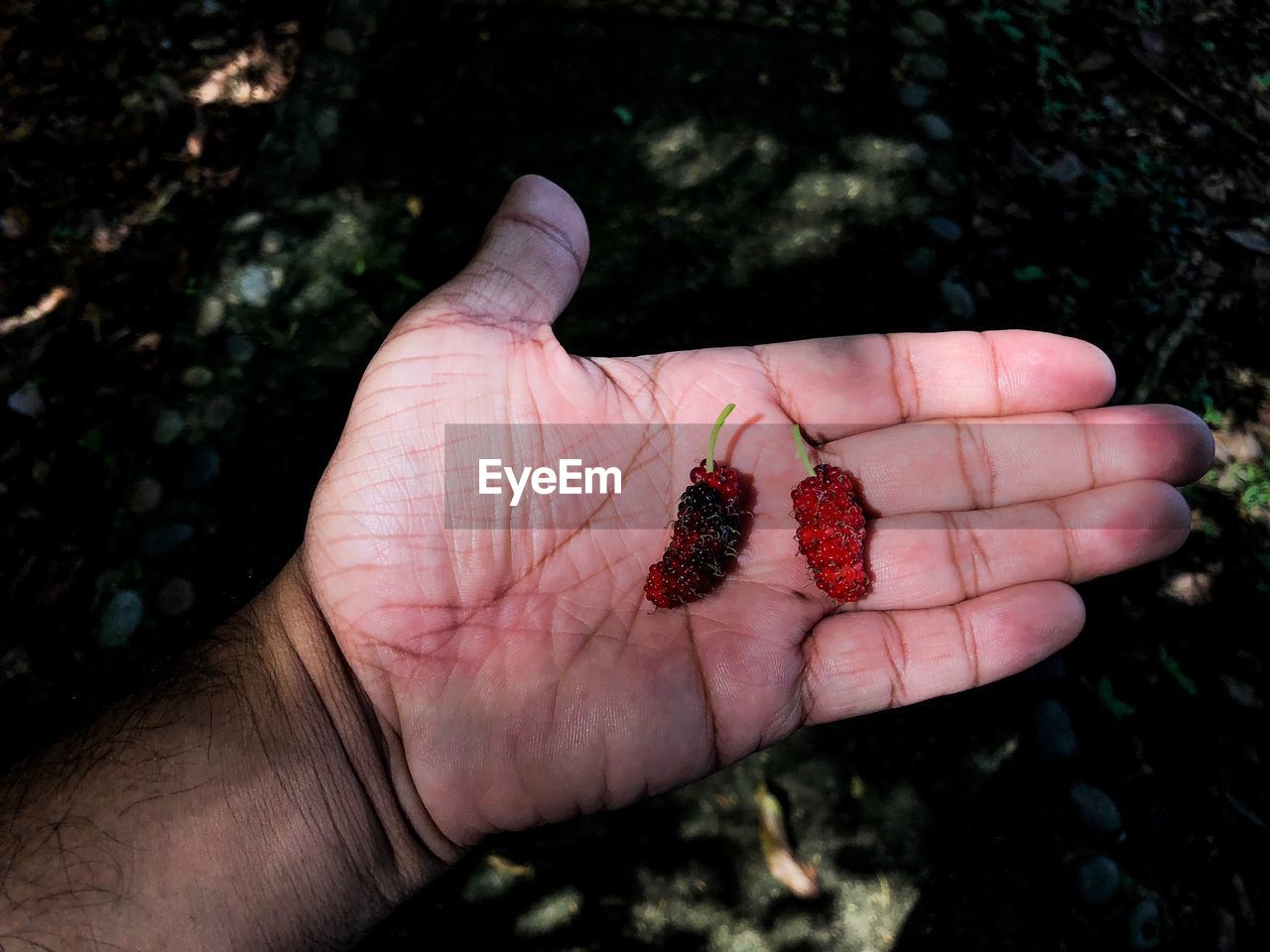 High angle view of hand holding berries