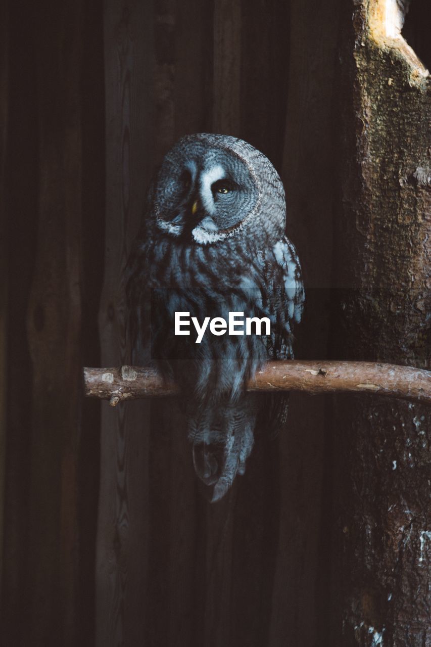 Close-up of owl perching on wood