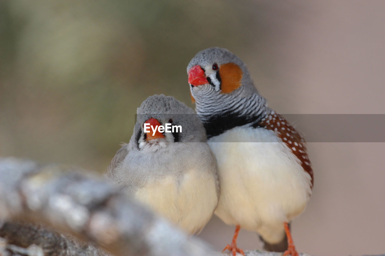 Pair of zebra finches