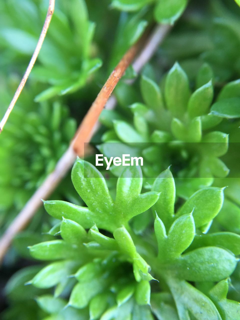 Close-up of plants growing outdoors