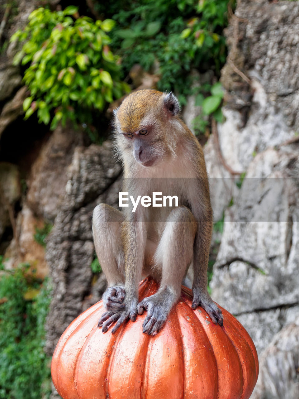 MONKEY SITTING ON TREE