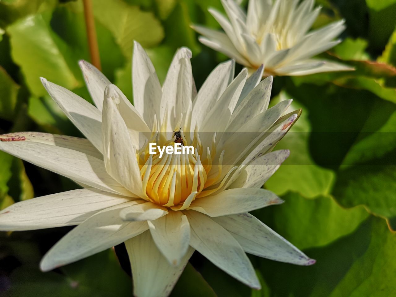 CLOSE-UP OF INSECT POLLINATING ON FLOWER