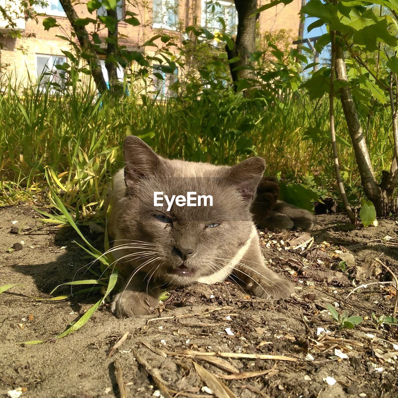 CAT AMIDST TREES AGAINST SKY