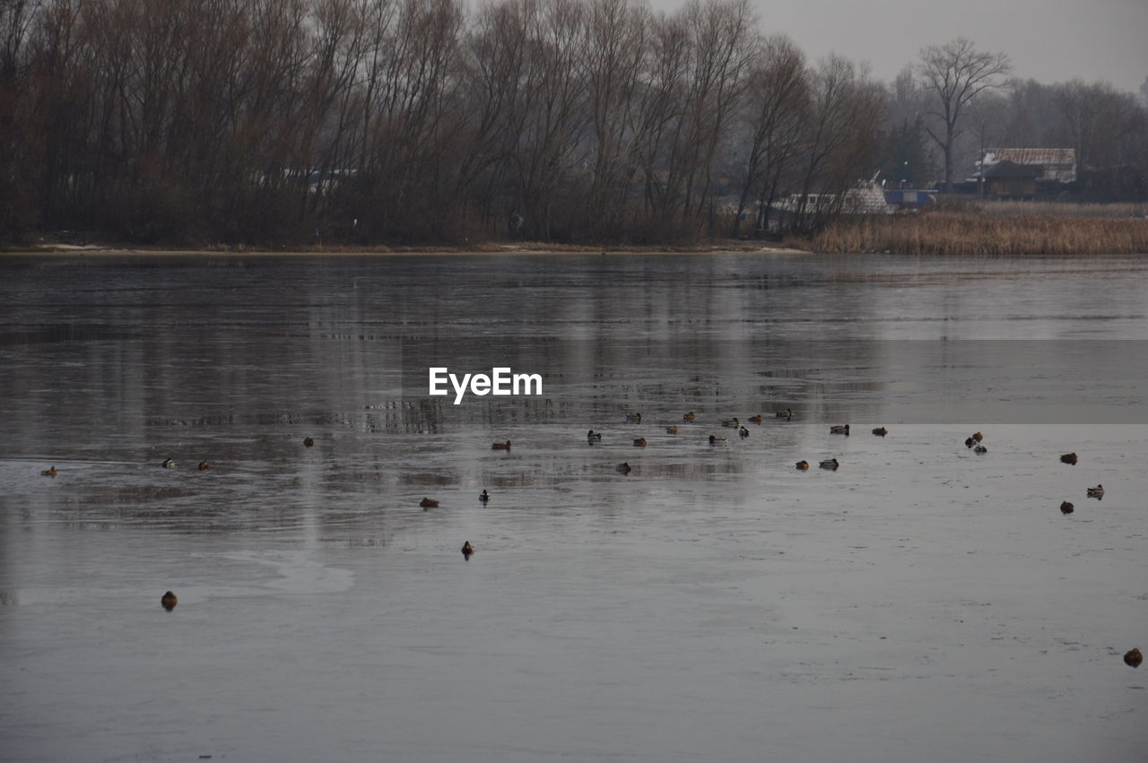 FLOCK OF BIRDS IN LAKE