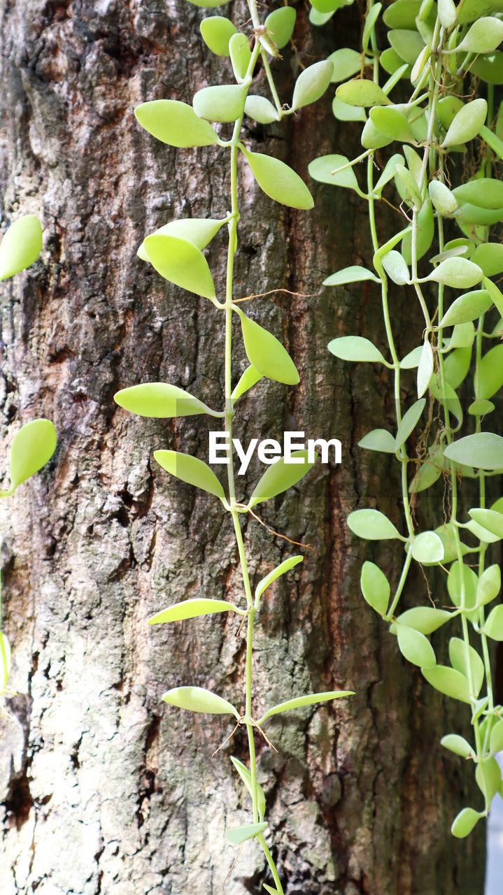 CLOSE-UP OF PLANT AGAINST TREE TRUNK
