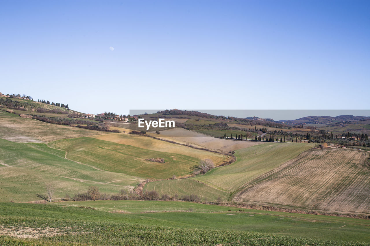 Scenic view of agricultural field against clear sky