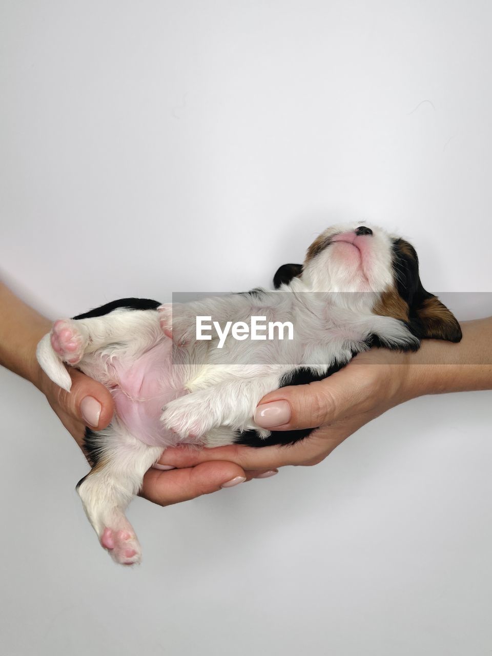 DOG LYING ON HAND