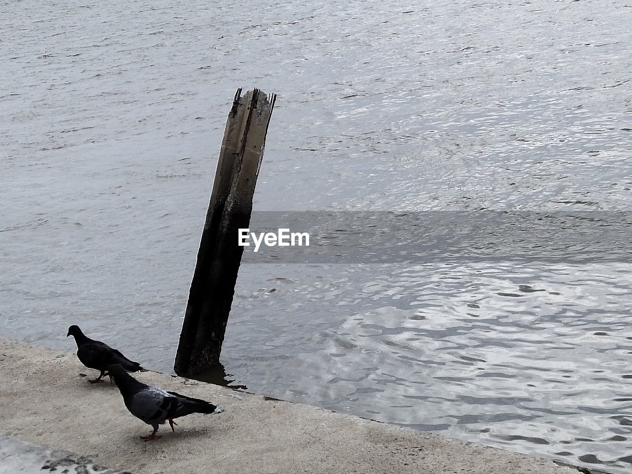 HIGH ANGLE VIEW OF BIRD PERCHING ON WOODEN POST ON BEACH