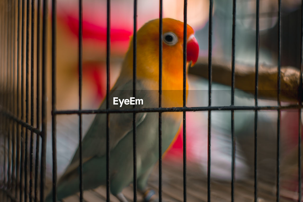 Close-up of parrot in cage