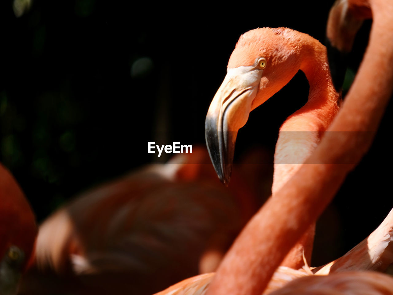 CLOSE-UP OF A HAND FEEDING