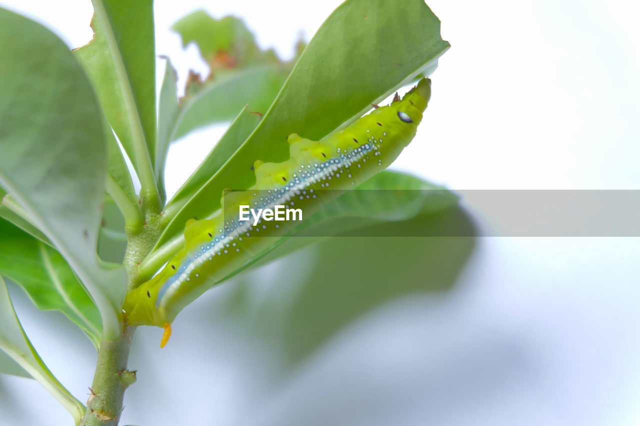 Caterpillar eating leaves on a white background.