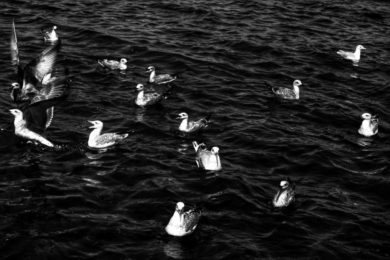 HIGH ANGLE VIEW OF DUCKS SWIMMING IN LAKE