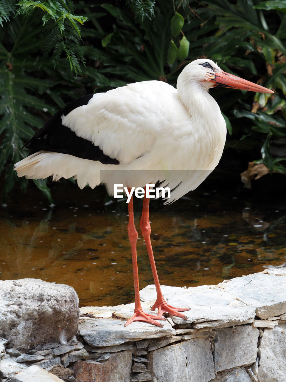 Close-up of stork perching on retaining wall