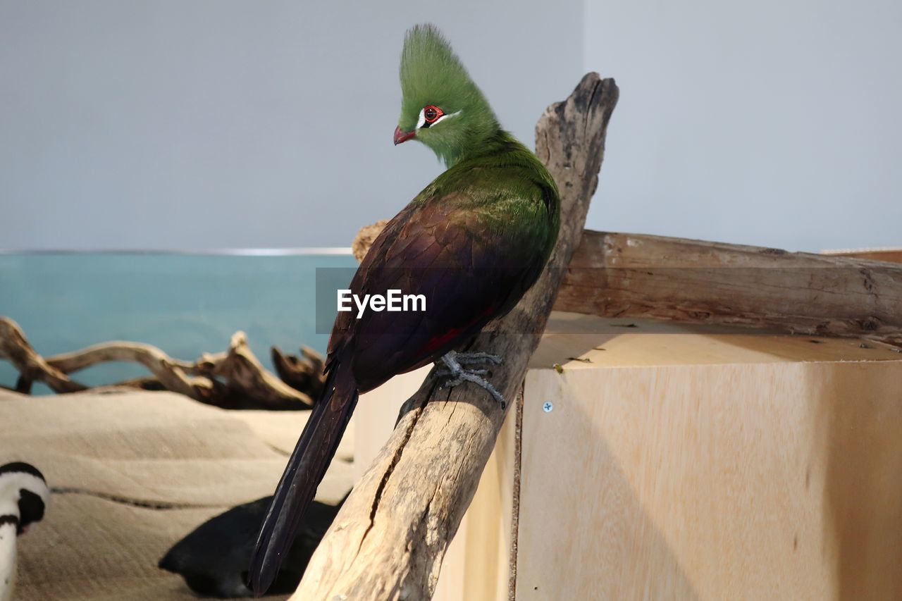 CLOSE-UP OF BIRDS PERCHING ON WOOD AGAINST SKY