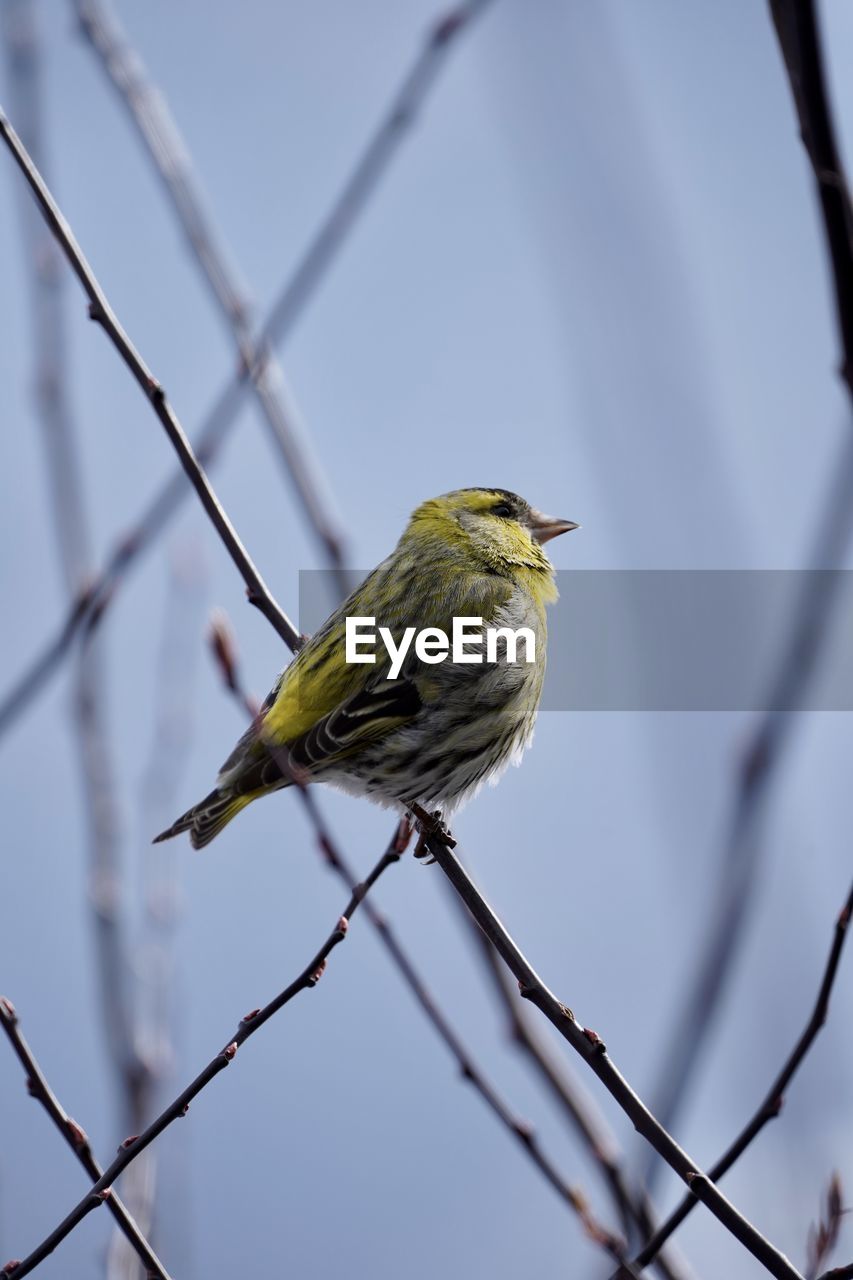 Close-up of bird perching on branch