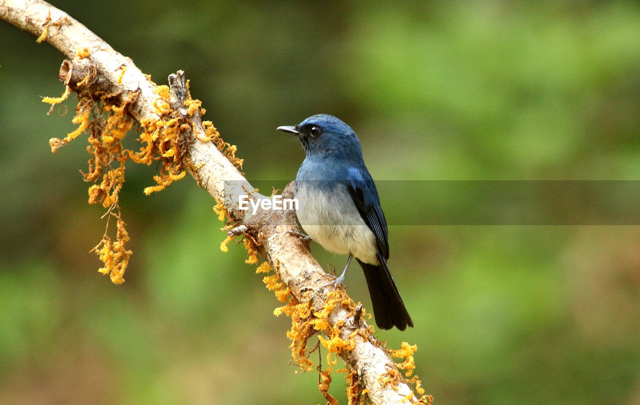 CLOSE-UP OF A BIRD PERCHING ON BRANCH