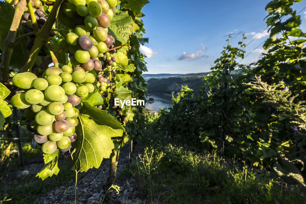 Vineyards on rhine river rhineland-palatinate germany europe