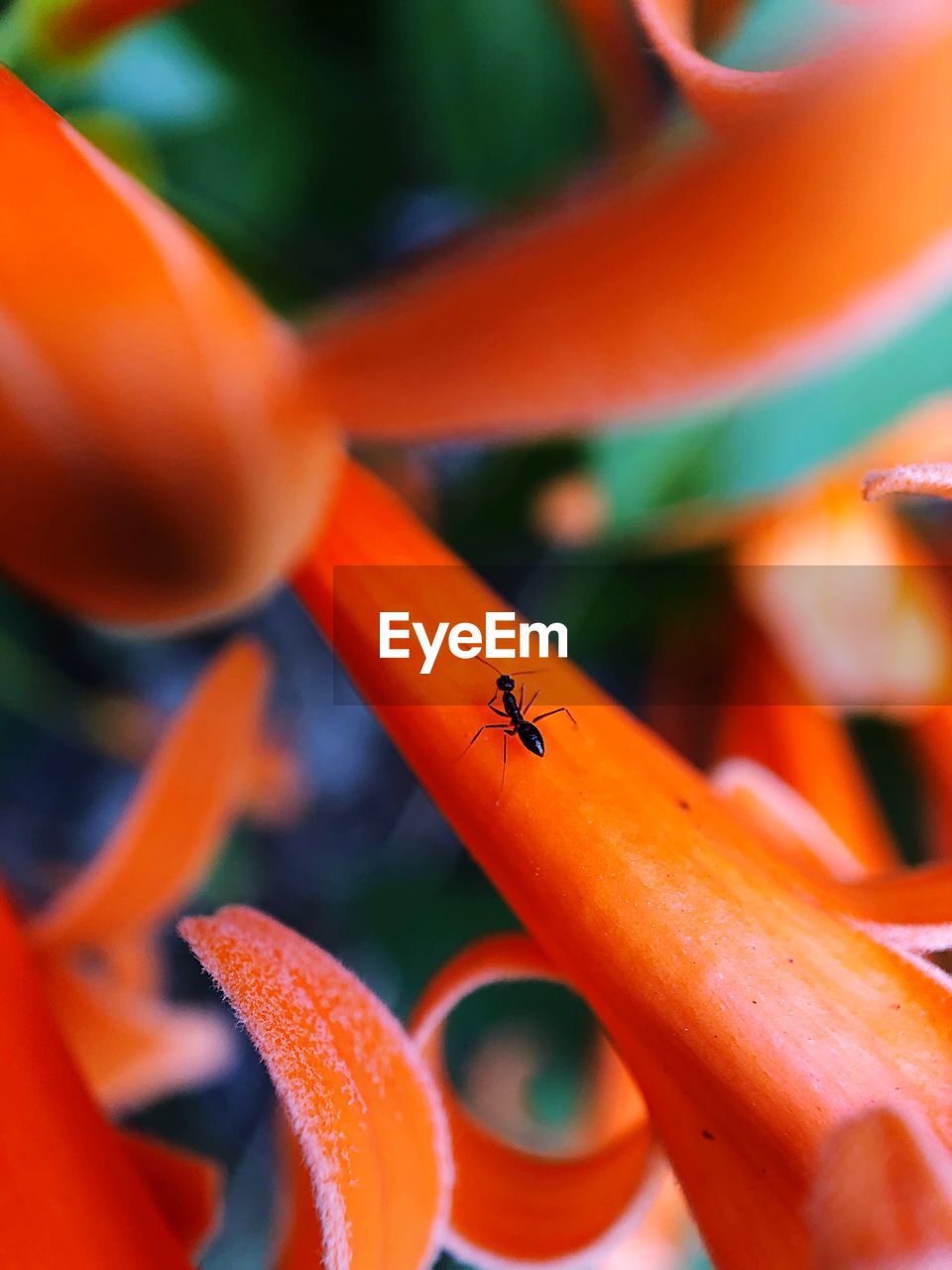 CLOSE-UP OF ORANGE INSECT ON FLOWER