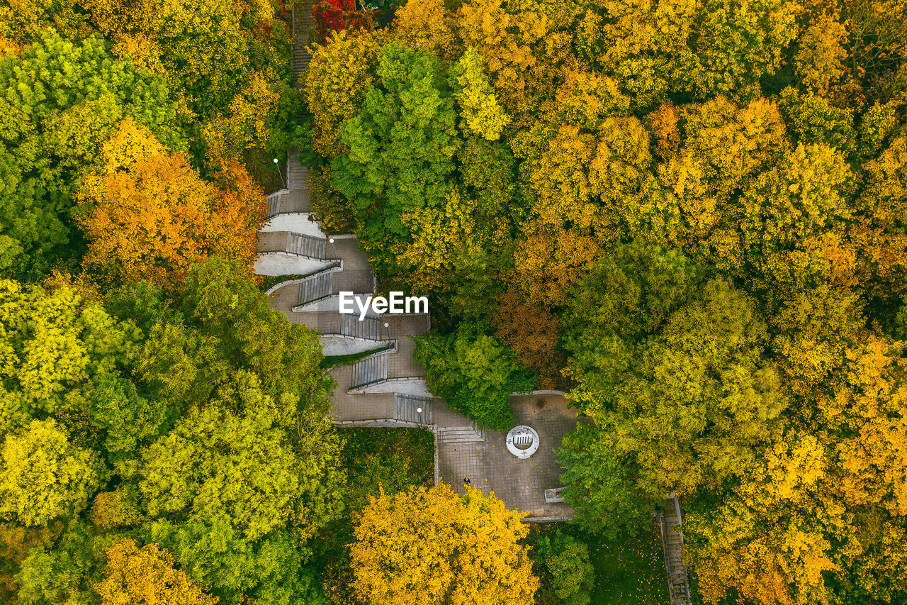 Aerial view of trees growing in park